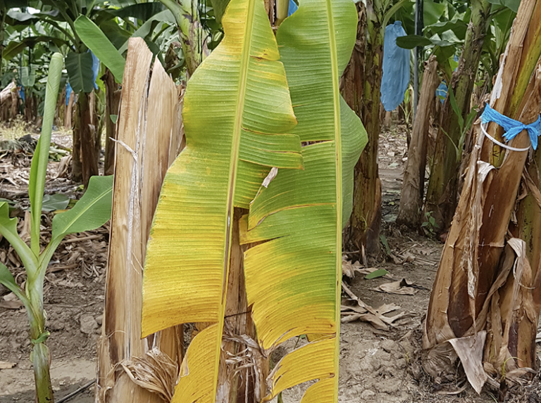 la nueva tecnología que promete frenar el Fusarium R4T, la enfermedad más letal del banano