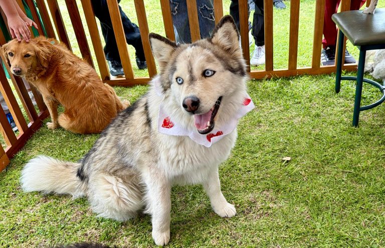 Misa bendición mascotas