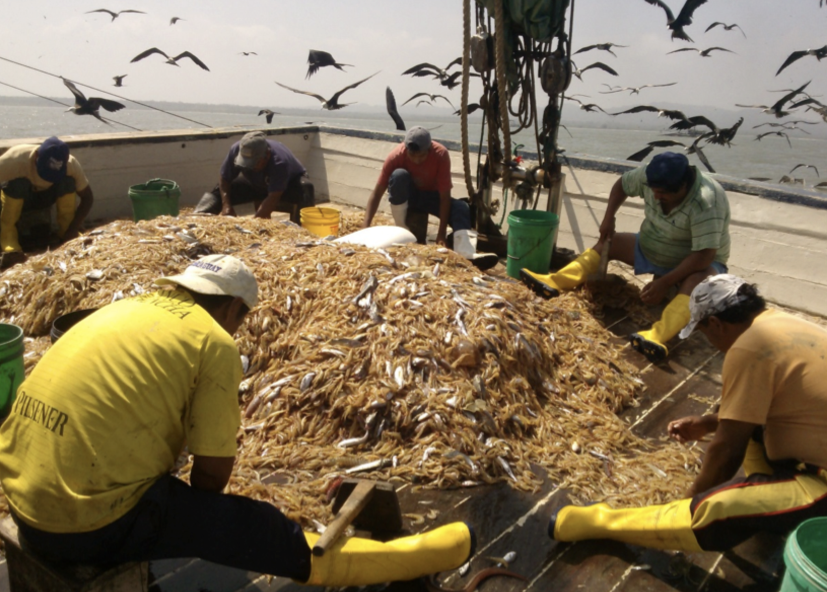 Ecuador impone veda al camarón pomada hasta mayo de 2026 para proteger la especie