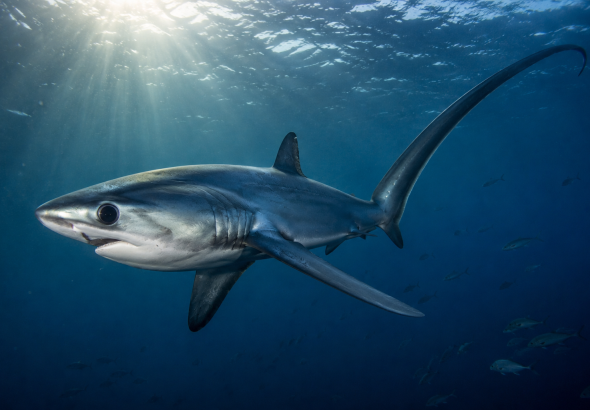 tiburón