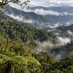 Bosque montañoso cubierto de vegetación y neblina