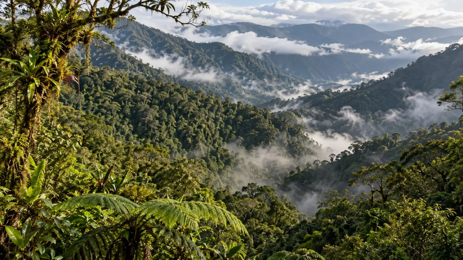 Bosque montañoso cubierto de vegetación y neblina